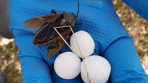 Photo of Mothballs in the garden: safe alternatives to mothballs for pest control