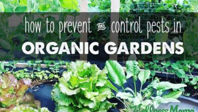 Photo of 10 aromatic plants to control pests of the organic garden