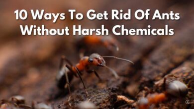 Photo of 10 natural ways to repel ants