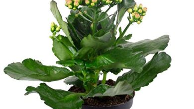 Photo of Kalanchoe Blossfeldiana Care: [Soil, Moisture, Pruning and Problems]
