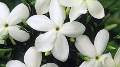 Photo of Creeper Jasmine Care: [Soil, Moisture, Pruning and Problems]