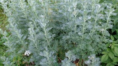 Photo of Wormwood: [Cultivation, Irrigation, Care, Pests and Diseases]