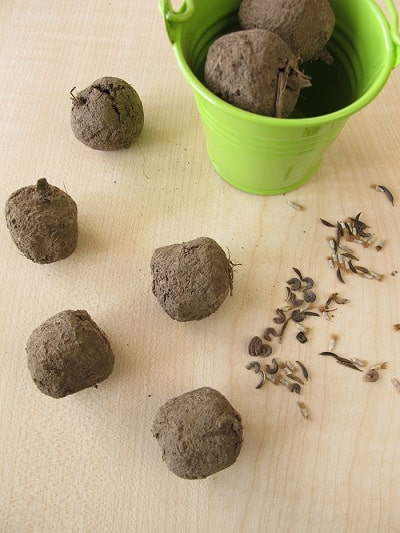seed balls natural agriculture