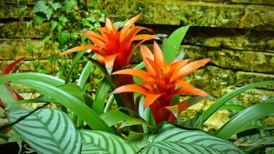Photo of Irrigation of Bromeliads: [Needs, Frequency and Procedure]