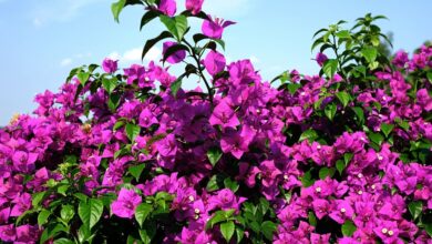Photo of Bougainvillea Irrigation: [Needs, Frequency and Procedure]