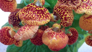 Photo of Calceolaria: [Cultivation, Irrigation, Care, Pests and Diseases]