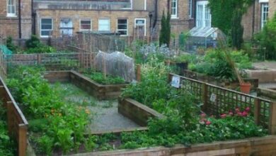 Photo of 5 reasons to have gardens in hospitals. St. Charles Hospital Garden (London)