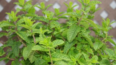 Photo of Prune a Peppermint: [Importance, Time, Tools, Considerations and Steps]