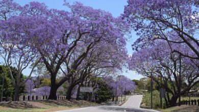 Photo of Prune a Jacaranda: [Importance, Time, Tools, Considerations and Steps]