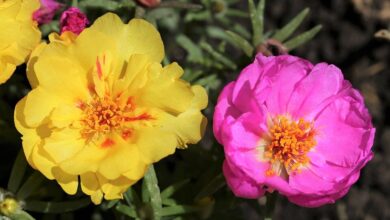 Photo of Portulaca: [Crop, Irrigation, Associations, Pests and Diseases]