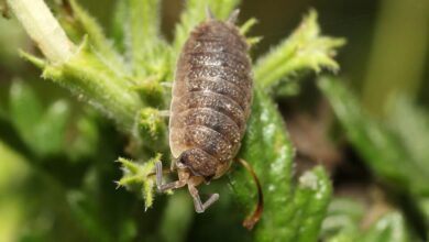 Photo of Moisture mealybugs (Porcellio scaber): [Characteristics, Detection, Effects and Treatment]