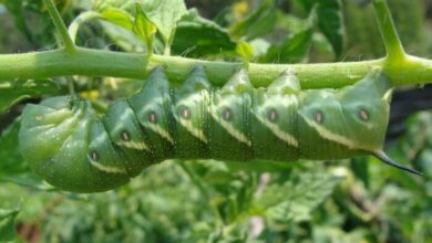 Photo of Tomato Caterpillar: [How to Identify and Fight It]