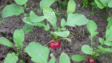 Photo of Radish: [Crop, Irrigation, Associations, Pests and Diseases]