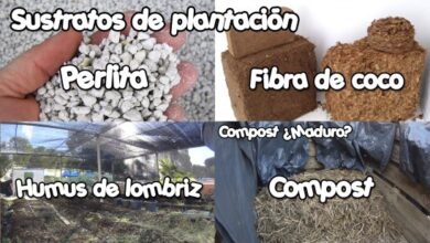 Photo of Ecological substrates and natural fertilizers for garden plants