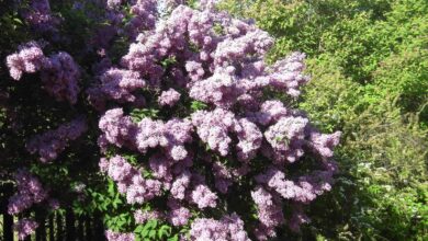 Photo of Syringa Vulgaris: [Cultivation, Care, Pests and Diseases]
