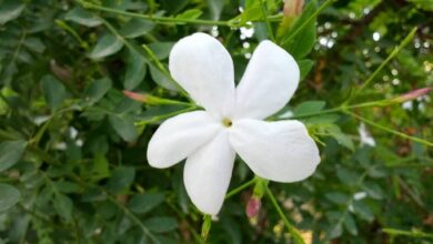 Photo of 4 Most Famous Types and Varieties of Jasmine