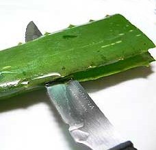 Photo of How to make Aloe Vera gel, soap and other therapeutic homemade preparations