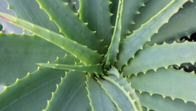 Photo of How to grow Aloe Vera in the orchard or garden: Success assured