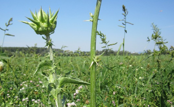 Photo of Milk thistle, properties and benefits of this medicinal plant