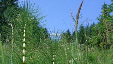 Photo of Prepare and use Horsetail against orchard and garden fungus pests