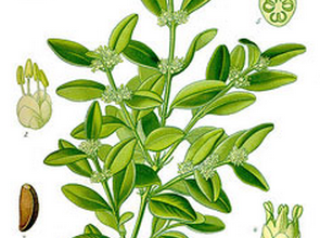 Photo of Properties and medicinal uses of boxwood