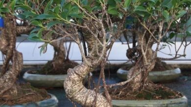 Photo of Bonsai Ficus Retusa