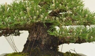 Photo of Japanese bonsai