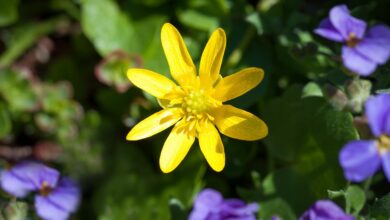 Photo of Celandine: [Cultivation, Irrigation, Care, Pests and Diseases]