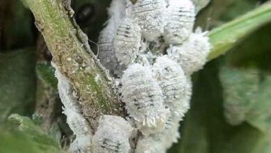 Photo of White Mealybugs on Plants: How to Eliminate Cottony Mealybugs