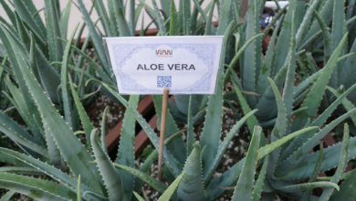 Photo of ▷ Aloe vera or aloe vera, medicinal applications and contraindications