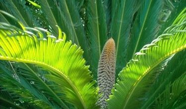 Photo of Male Cycas