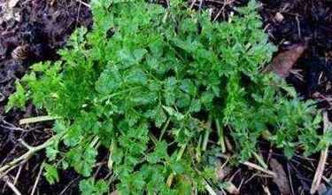 Photo of Parsley decoction