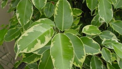 Photo of Ficus benjamin diseases