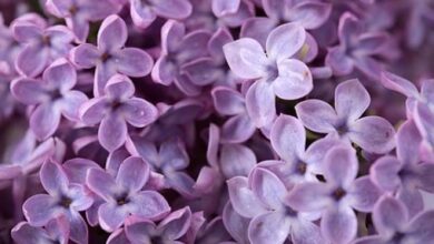 Photo of Lilac flowers