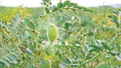 Photo of Growing Chickpeas in the Garden: The Best Tips and Tricks