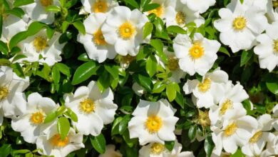 Photo of Sow Gardenias: [Care, Planting, Watering, Substrate]