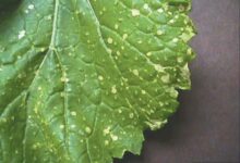 Photo of My lettuce has white spots: What to do about white spots on lettuce