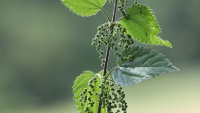 Photo of Nettle macerate: natural tool against pests in the garden