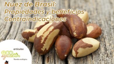 Photo of Brazil nut: what are its properties, benefits and contraindications