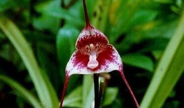 Photo of Dracula orchids