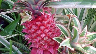 Photo of Pineapple plant