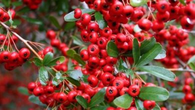 Photo of Plants with red berries