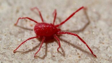 Photo of Red lice