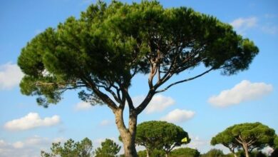 Photo of Pinus pinea