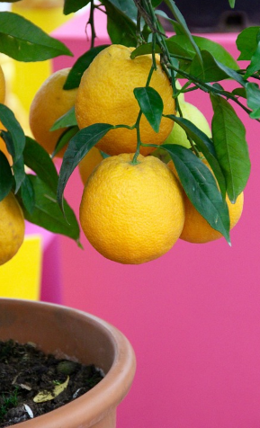 plant pot lemon tree