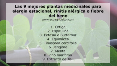 Photo of The 9 best medicinal plants for spring allergy, allergic rhinitis or hay fever