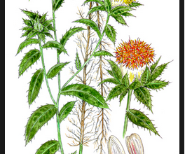 Photo of Medicinal properties of safflower or wild saffron