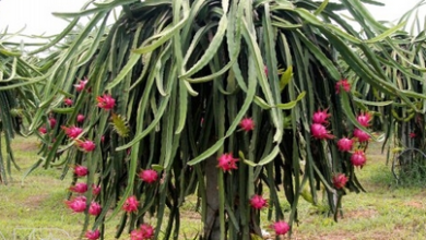 Photo of Pitaya or dragon fruit to delay aging, a healthy immune system, and strong teeth and bones