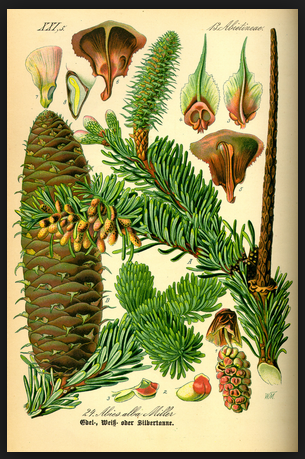 spruce medicinal properties