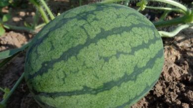 Photo of Watermelon Pests and Diseases: Complete Guide with Pictures